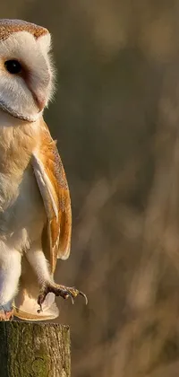 Experience nature's majesty with our new phone live wallpaper featuring a barn owl in warm morning light
