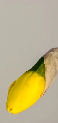 Beak Feather Parrot Live Wallpaper