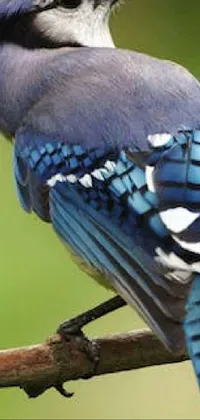 This live wallpaper features a pixelated, side view close up of a gaunt blue bird perched on a tree branch surrounded by leaves and branches that rustle in the breeze