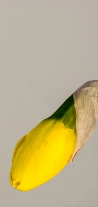 Beak Parrot Feather Live Wallpaper