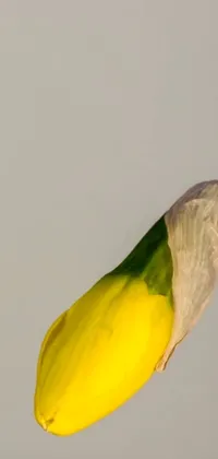 Beak Parrot Liquid Live Wallpaper