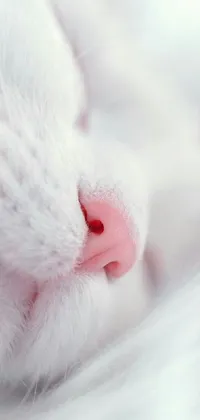 Beak Whiskers Feather Live Wallpaper