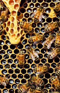 Beehive Honeycomb Pollinator Live Wallpaper