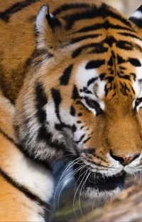 Bengal Tiger Eye Siberian Tiger Live Wallpaper