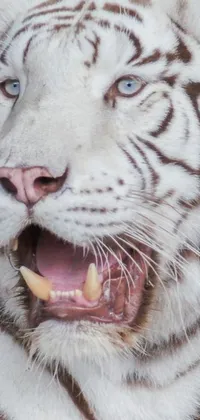 This incredible live wallpaper showcases a photorealistic close-up view of a white tiger with its mouth open