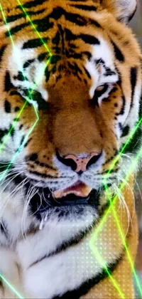 Bengal Tiger Photograph Siberian Tiger Live Wallpaper