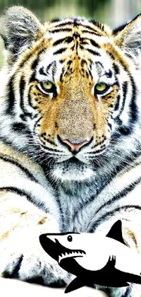 Bengal Tiger Siberian Tiger Carnivore Live Wallpaper