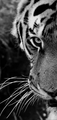 Bengal Tiger Siberian Tiger Eye Live Wallpaper