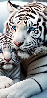 white bengal tiger cubs with blue eyes