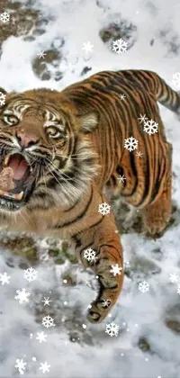 Bengal Tiger Siberian Tiger Eye Live Wallpaper