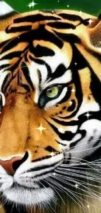 Bengal Tiger Siberian Tiger Facial Expression Live Wallpaper