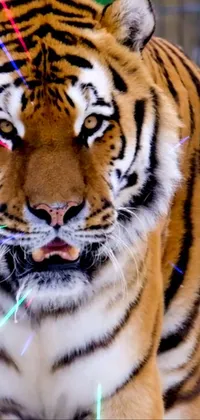 Step into the wild side with this stunning live wallpaper featuring a ferocious tiger in a cage
