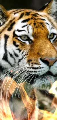 This phone live wallpaper showcases the magnificence of two tigers in triptych format
