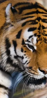 Bengal Tiger Siberian Tiger Felidae Live Wallpaper