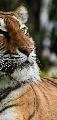 This live phone wallpaper depicts a magnificent tiger lying in the grass, looking in the distance
