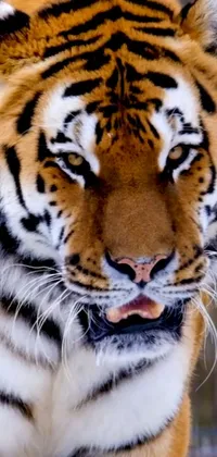 This live phone wallpaper features an incredible close-up of a prowling tiger, captured in stunning 4K resolution by a talented photographer