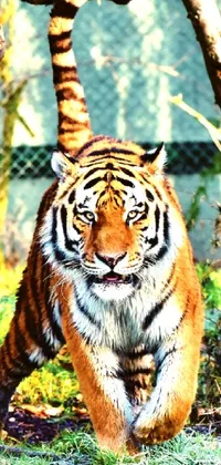 Bengal Tiger Siberian Tiger Plant Live Wallpaper