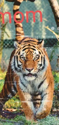 Bengal Tiger Siberian Tiger Plant Live Wallpaper