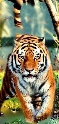 This is a vibrant live wallpaper featuring a majestic tiger walking in the lush green grass of its natural habitat