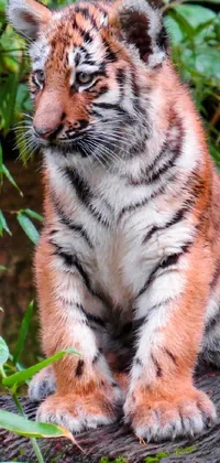 This phone live wallpaper showcases a stunning image of a tiger cub relaxing atop a log in the outdoors