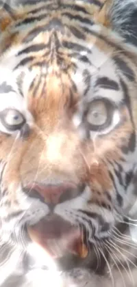 This phone live wallpaper features a stunning image of an open-mouthed tiger ready to pounce
