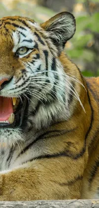 This stunning live wallpaper showcases a close-up of a powerful tiger in Calcutta