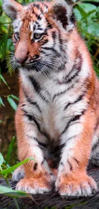 Bring your phone screen to life with a stunning live wallpaper featuring a cute tiger cub sitting on a log in the great outdoors