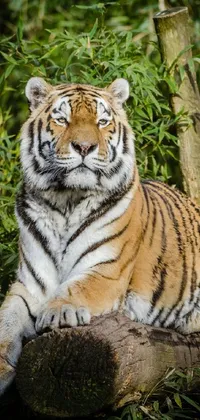 This stunning phone live wallpaper showcases a majestic tiger resting peacefully on a log