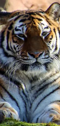 This phone live wallpaper features a stunningly realistic tiger sitting on a tree branch under a beautiful sunny sky