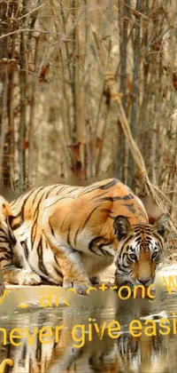 cool tiger Live Wallpaper
