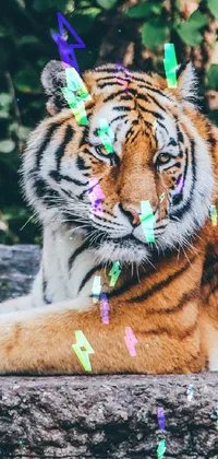 clw_1679336830679 Live Wallpaper