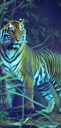 Royal Bengal Tiger  Tiger, Tiger wallpaper, Tiger photography