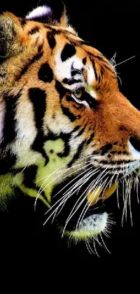 Transform your phone screen with this stunning live wallpaper featuring a magnificent tiger walking across a lush green field