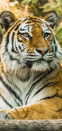 This live wallpaper features a stunning close-up portrait of a tiger laying on a log in India
