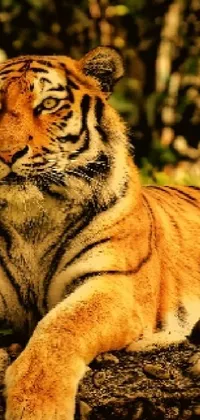 This phone live wallpaper depicts a fierce tiger lounging on a dirt pile, captured in an impressive photograph
