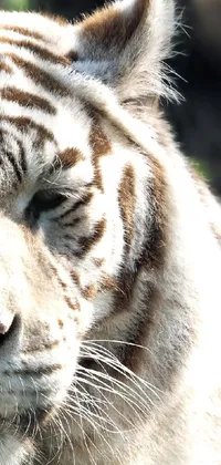 This live wallpaper showcases a magnificent portrait of an intense albino tiger with intricate details and shot on a high-quality 2003 camera