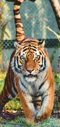 Experience the raw beauty of nature with this amazing phone live wallpaper featuring a fierce tiger roaming around in the grass