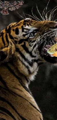 This phone live wallpaper features a detailed close-up of a tiger chomping on a piece of food