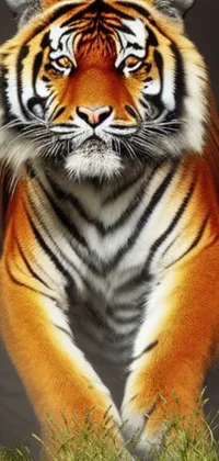 This stunning live wallpaper showcases a photorealistic painting of a tiger in a powerful stance