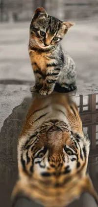 This stunning live wallpaper features a breathtakingly realistic half-tiger cat sitting atop a rippling puddle of water