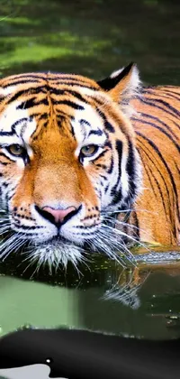 Bengal Tiger Siberian Tiger Water Live Wallpaper