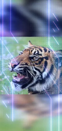 This phone live wallpaper showcases a beautiful digital artwork of a tiger seated on a lush green field