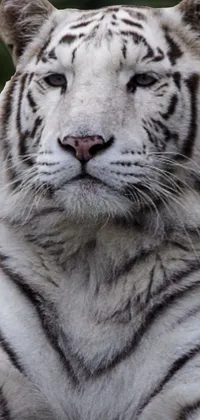 white tiger with blue eyes wallpapers
