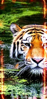 Bengal Tiger Water Siberian Tiger Live Wallpaper