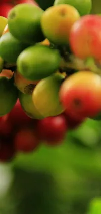 Berry Fruit Natural Foods Live Wallpaper