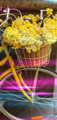 Bicycle Bicycle Basket Wheel Live Wallpaper