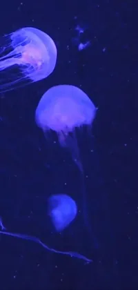 Bioluminescence Jellyfish Marine Invertebrates Live Wallpaper
