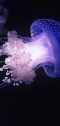 This live phone wallpaper features a detailed macro photograph of a purple jellyfish in the dark