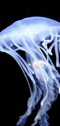 Bioluminescence Marine Invertebrates Jellyfish Live Wallpaper