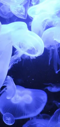 The mesmerizing <a href="/animal-wallpapers/jellyfish-wallpapers">jellyfish wallpaper</a> features a group of delicate creatures swimming under a mystical blue light against a dark backdrop